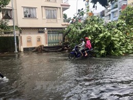 TP Hồ Chí Minh lại mưa lớn cuối chiều, cây xanh bật gốc đổ ra đường 